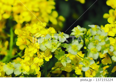 日差しを受ける白い花びらの菜の花 日差しを受ける白い花びらの菜の花 137155224