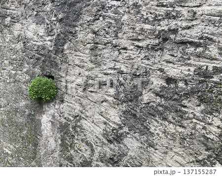 plant growing in a crack plant growing in a crack 137155287