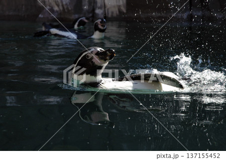 penguin enjoying his bath time penguin enjoying his bath time 137155452