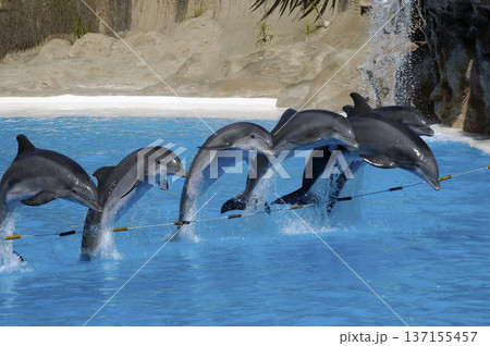 dolphins in full aquatic show of the oceanographic dolphins in full aquatic show of the oceanographic 137155457