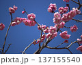 青空に映える紅梅 137155540