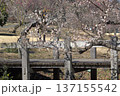 柵のある風景 137155542