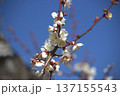 白い梅の花 137155543