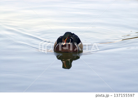 wild duck calmly swimming in the water 137155597