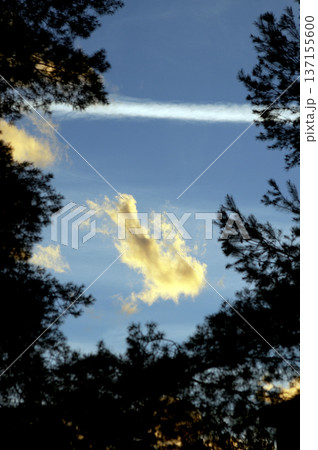 cloud formations between the branches of the pines cloud formations between the branches of the pines 137155600