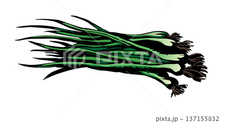 Vector drawing. A large bunch of onions 137155832