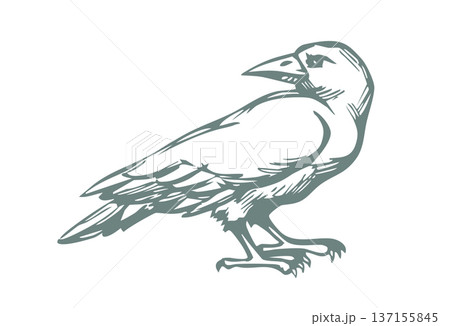 Vector drawing. Old big crow 137155845