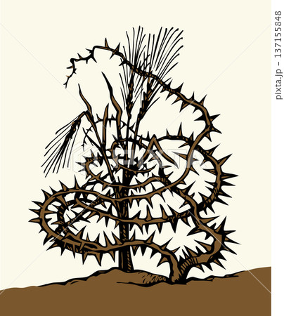 Vector drawing. Wheat in the thorns Vector drawing. Wheat in the thorns 137155848