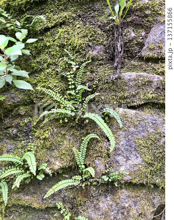 moss and ferns with green pigmentation attached to rocks in a humid zone moss and ferns with green pigmentation attached to rocks in a humid zone 137155866