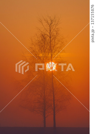 Cold winter in Europe .Misty sunny Lithuania landscape . Misty fog Cold winter in Europe .Misty sunny Lithuania landscape . Misty fog 137155876