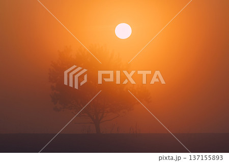 Cold winter in Europe .Misty sunny Lithuania landscape . Misty fog 137155893