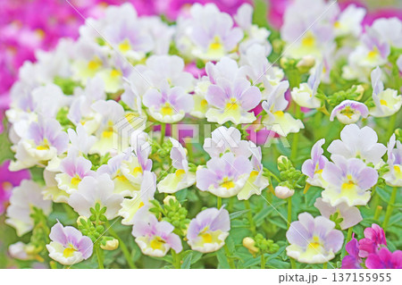 家の周りの草花　四季の色々　早春の花壇に小さなサクラソウの花がリング状に咲きました 137155955