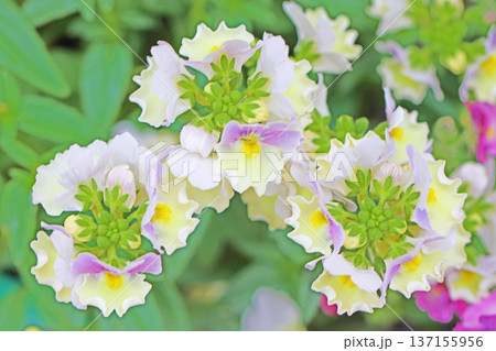 家の周りの草花 四季の色々 早春の花壇に小さなサクラソウの花がリング状に咲きました 家の周りの草花 四季の色々 早春の花壇に小さなサクラソウの花がリング状に咲きました 137155956