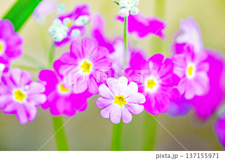 家の周りの草花 四季の色々 早春の花壇に小さなサクラソウの花がリング状に咲きました 家の周りの草花 四季の色々 早春の花壇に小さなサクラソウの花がリング状に咲きました 137155971