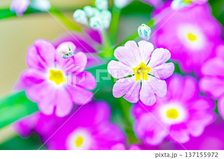 家の周りの草花 四季の色々 早春の花壇に小さなサクラソウの花がリング状に咲きました 家の周りの草花 四季の色々 早春の花壇に小さなサクラソウの花がリング状に咲きました 137155972