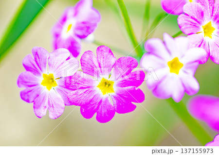 家の周りの草花　四季の色々　早春の花壇に小さなサクラソウの花がリング状に咲きました 137155973