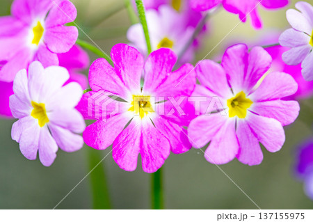 家の周りの草花 四季の色々 早春の花壇に小さなサクラソウの花がリング状に咲きました 家の周りの草花 四季の色々 早春の花壇に小さなサクラソウの花がリング状に咲きました 137155975