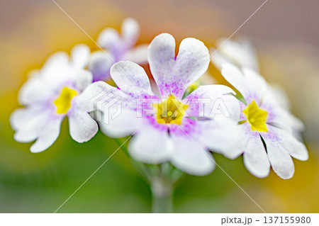 家の周りの草花 四季の色々 早春の花壇に小さなサクラソウの花がリング状に咲きました 家の周りの草花 四季の色々 早春の花壇に小さなサクラソウの花がリング状に咲きました 137155980