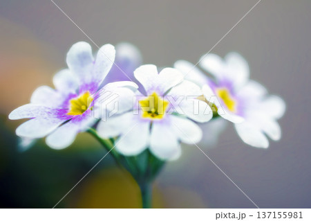家の周りの草花　四季の色々　早春の花壇に小さなサクラソウの花がリング状に咲きました 137155981