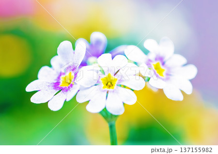家の周りの草花　四季の色々　早春の花壇に小さなサクラソウの花がリング状に咲きました 137155982