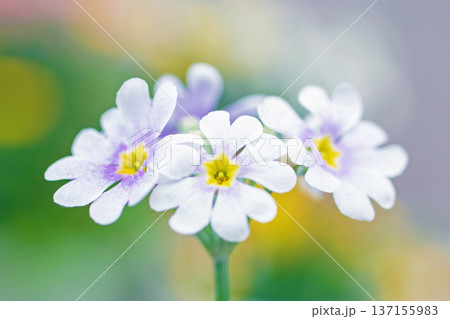 家の周りの草花 四季の色々 早春の花壇に小さなサクラソウの花がリング状に咲きました 家の周りの草花 四季の色々 早春の花壇に小さなサクラソウの花がリング状に咲きました 137155983