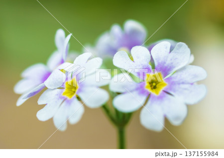 家の周りの草花 四季の色々 早春の花壇に小さなサクラソウの花がリング状に咲きました 家の周りの草花 四季の色々 早春の花壇に小さなサクラソウの花がリング状に咲きました 137155984