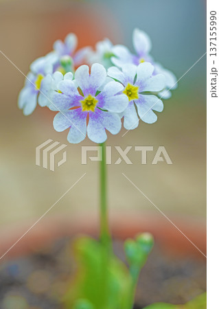 家の周りの草花　四季の色々　早春の花壇に小さなサクラソウの花がリング状に咲きました 137155990