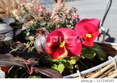 種から育てたビオラのハンギング 種から育てたビオラのハンギング 137156165