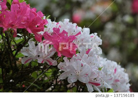 春のツツジ ピンクと白の花のクローズアップ 背景ぼけ 横構図 春のツツジ ピンクと白の花のクローズアップ 背景ぼけ 横構図 137156185