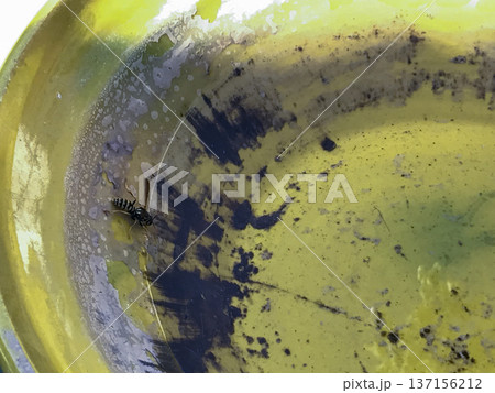 wasp drinking water in a ceramic bowl 137156212