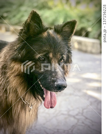 close-up portrait of a male german shepherd dog close-up portrait of a male german shepherd dog 137156228