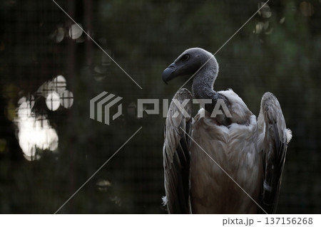 横を向いたコシジロハゲワシのポートレート 137156268