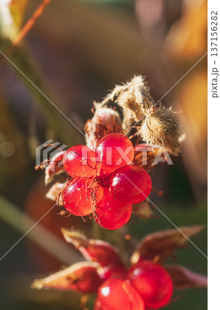 冬の森　フユイチゴの赤い実のアップ06 137156282