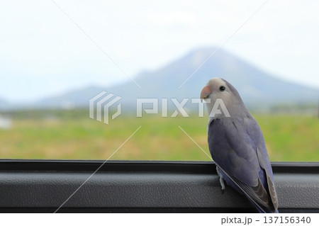 車窓から大山を眺めるコザクラインコ 137156340