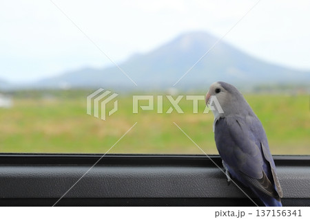 車窓から大山を眺めるコザクラインコ 137156341