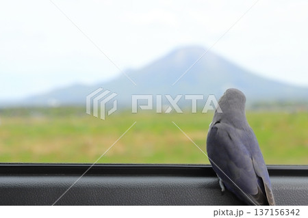 車窓から大山を眺めるコザクラインコ 車窓から大山を眺めるコザクラインコ 137156342