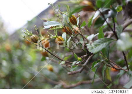 クチナシ クチナシ 137156384