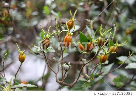 クチナシ 137156385