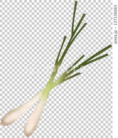 two fresh lemongrass 137156665