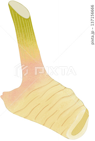 fresh galangal 137156666