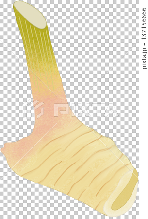fresh galangal 137156666