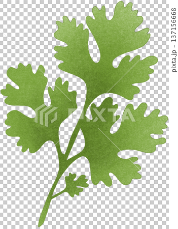 green coriander 137156668