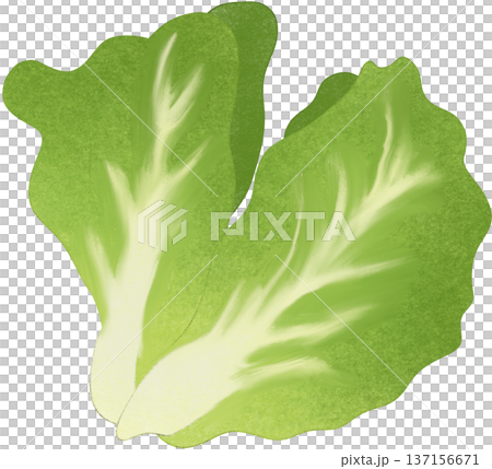 green lettuce 137156671