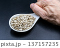 beautiful texture ripe of natural sunflower seeds on background 137157235
