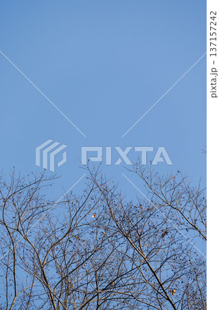 冬の澄んだ青空と枝45 137157242