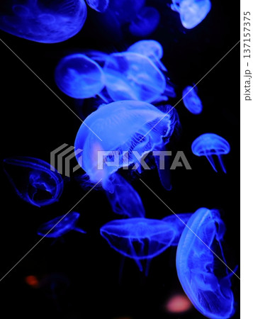 水族館のクラゲ 137157375