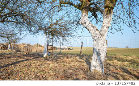 Limewashed fruit trees in an orchard. Limewashed fruit trees in an orchard. 137157482