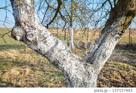 Close up of a fruit tree trunk covered with lime, selective focus. Close up of a fruit tree trunk covered with lime, selective focus. 137157483