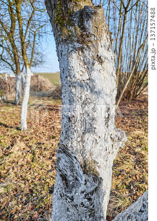 Close up of a fruit tree trunk covered with lime, selective focus. Close up of a fruit tree trunk covered with lime, selective focus. 137157488