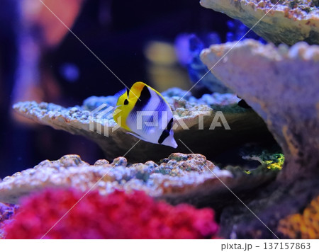 水族館のスダレチョウチョウウオ 137157863